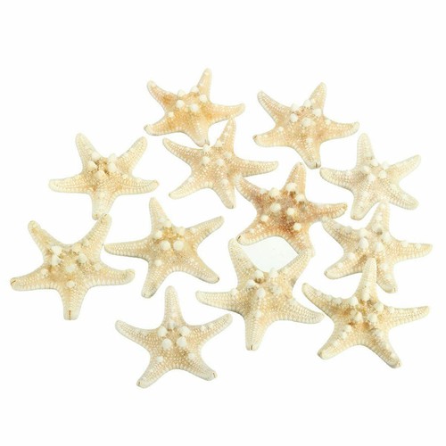 White knobby starfish - white, 5cm