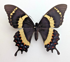 Papilio garamas abderus female, | Oaxaca, Mexico. | Current photo | mounted