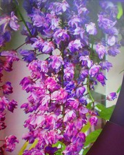 5ft (inc. pot) Wisteria BLACK