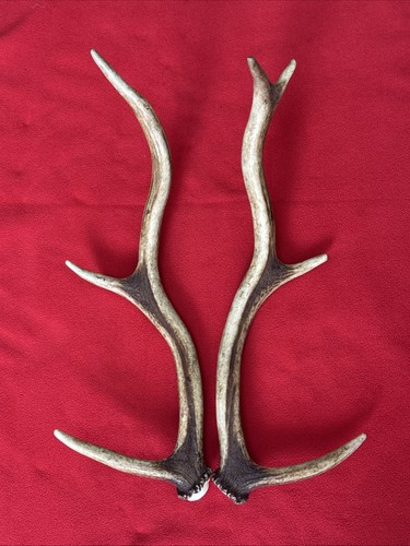 Pair red deer - pair,