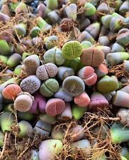 Wholesale 1cm+ Kinds of