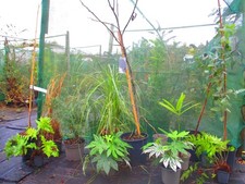 JUNGLE STYLE BORDER plant