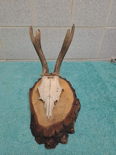 Roe deer skull and antlers - skull,
