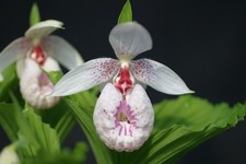 RARE Cypripedium formosanum