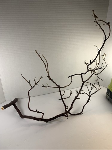 Manzanita branch sculptural - branch,