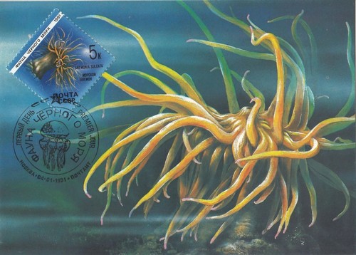 Sea anemone group - sea,