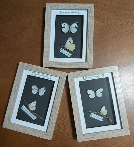 Taxidermy real framed - real, british