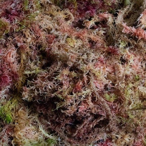 Fresh sphagnum moss natural - sphagnum,