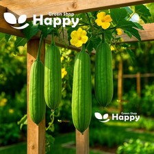 VEGETABLE SEEDS GOURD - 15 SEEDS - LUFFA VEGETABLE SPONGE - Cucumber-like fruit