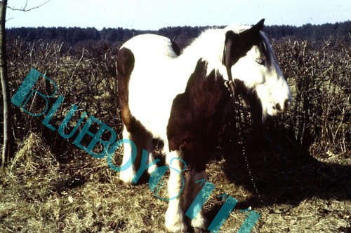 1987 gypsy caravan pony brown - ,