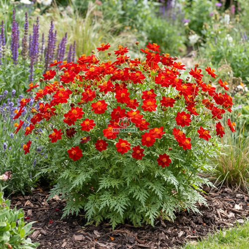 Cosmos sulphur red tall - red,