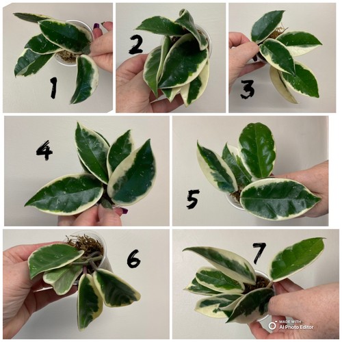 Hoya carnosa krimson queen - carnosa,