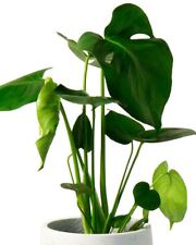 Swiss Cheese Plant House Plant Monstera Deliciosa 55-65cm tall in a 14cm pot