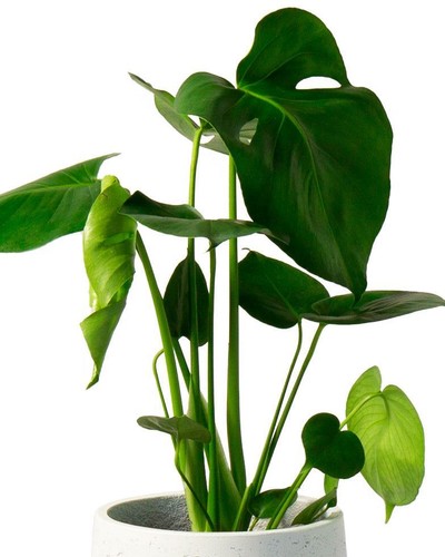 Swiss cheese plant house - swiss,