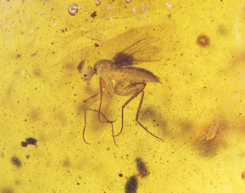 Burmese amber with fossil - amber,