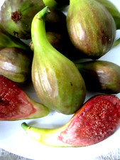 3 Longue d'Aout fig tree cuttings