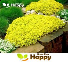 Yellow Stonecrop - 300 seeds -