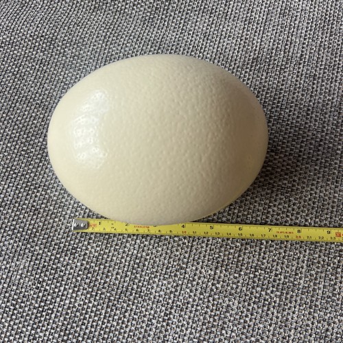 Large 5cm blown out - ,