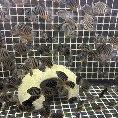 Red shoulder severum cichlid - red,