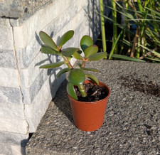 Succulent Crassula Ovata Jade