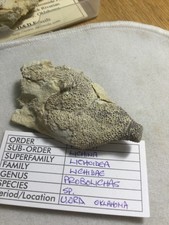 A pair of rare and unusual