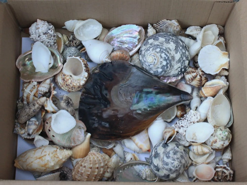 1kg mixed sizes species grades - 1kg,