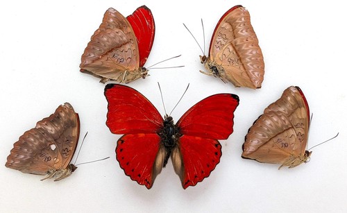 Cymothoe sangaris butterfly