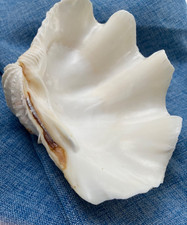 Giant Natural Clam Shell Half