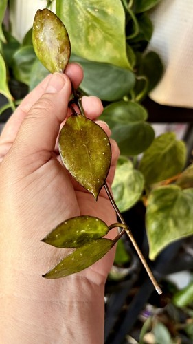 Very rare hoya lacunosa black - very,