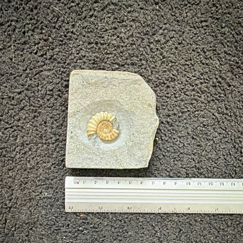 Ammonite fossil rock matrix - in,