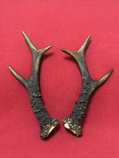 PAIR OF FANCY ROE DEER ANTLERS
