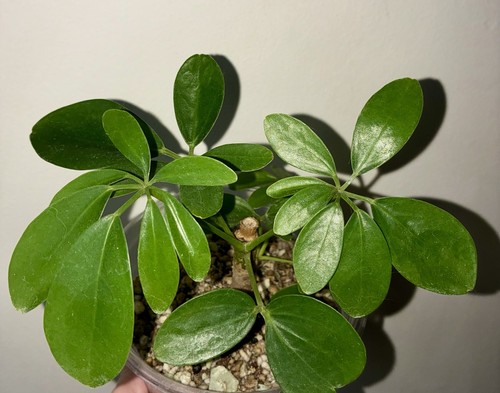 Schefflera janine umbrella - schefflera,