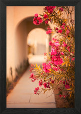 Pink oleander flowers Framed