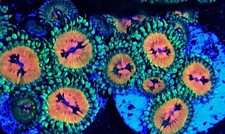 Bowtie blaster zoanthid 3 Polyps  / Ultra zoa / zoas /Soft Coral / Frag / easy