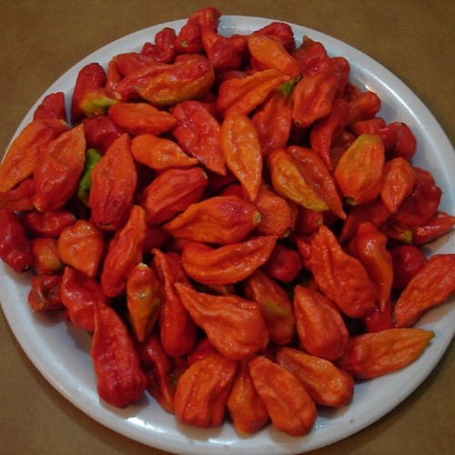 Vegetable pepper chilli - pepper, bhut