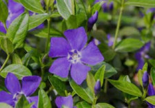 vinca minor - 9cm pot- Lot of
