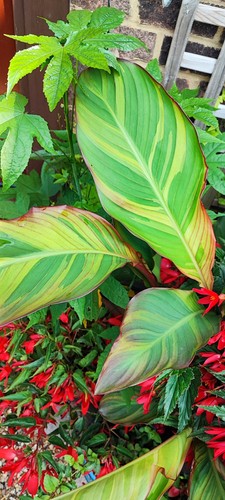 Canna thai rainbow - thai,