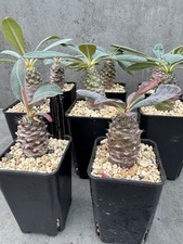 Euphorbia pachypodioides - Madagascar, Caudex, Attractive Plant