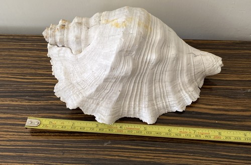 Conch sheep sea large - conch,