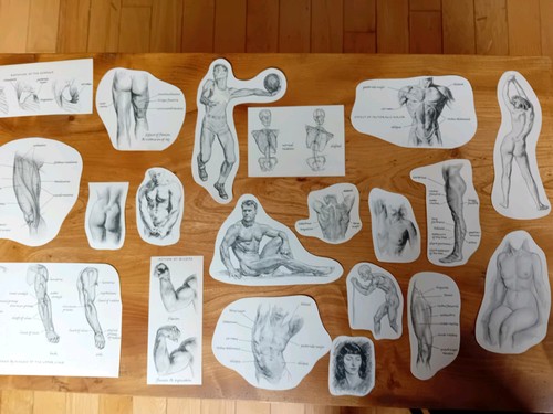 Vintage human body anatomy - 78,