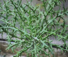 Euphorbia Stenoclada - 10