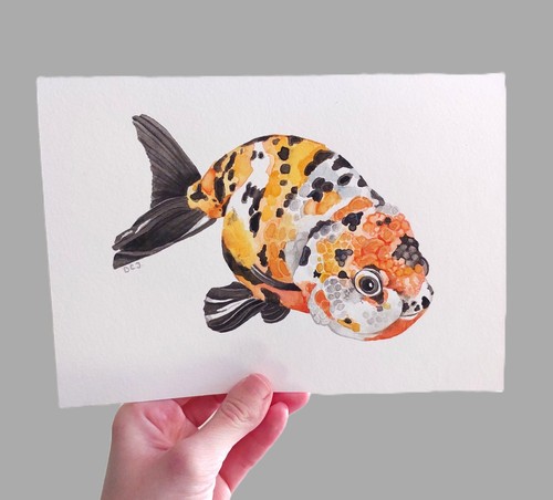 Original ranchu goldfish - original,