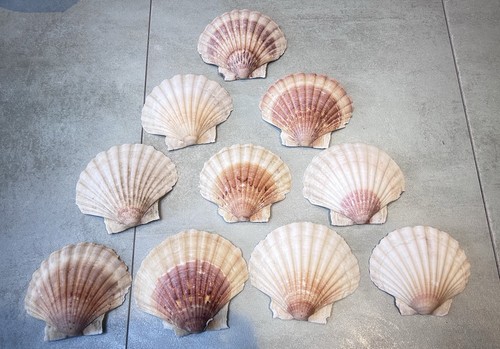 Scallop shells 12cm large - shells, 11-12cm
