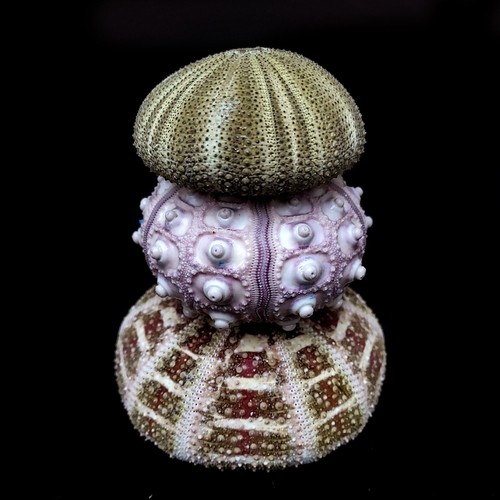 Collection sea urchins - collection,