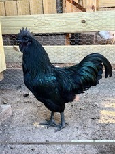 Ayam Cemani Fertilized