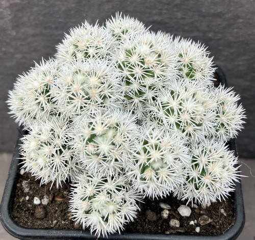 Big mammillaria vetula - big,