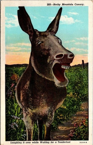 Postcard rocky mtns canary - postcard,