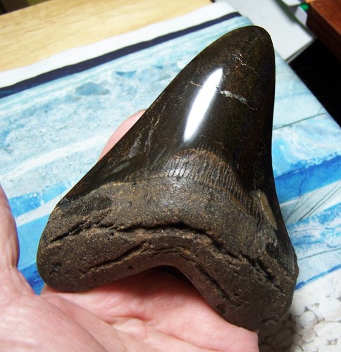 Megalodon shark tooth - tooth,