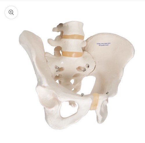 Human male pelvis skeleton - human,