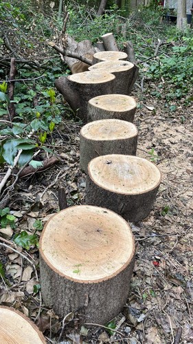 Large logs maple for - maple,